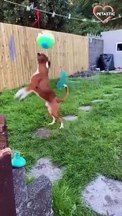 TOP HIGHLIGHTS of FUNNY PUPPIES that will make you LAUGH   PETASTIC