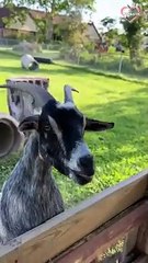 GOATS & SHEEPS ARE SUPER FUNNY & CUTE  SEE FOR YOURSELF   PETASTIC