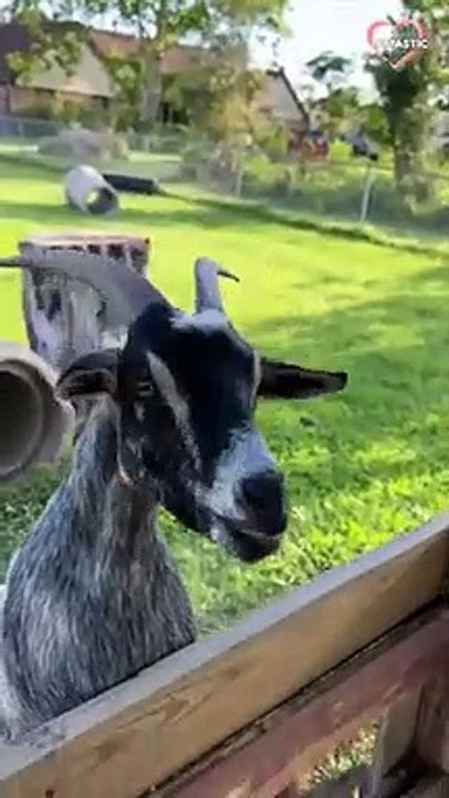 GOATS & SHEEPS ARE SUPER FUNNY & CUTE  SEE FOR YOURSELF   PETASTIC
