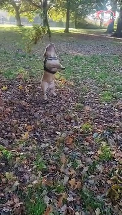 Cute and funny dogs compilation, You must watch this   PETASTIC