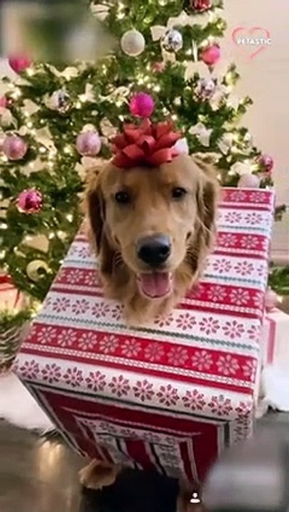 Funny Dogs on Christmas compilation 2022   PETASTIC
