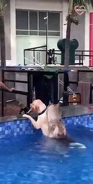 Not So Smart Dogs You Will Watch Today - Try Not To Laugh PETASTIC