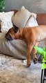 You just CAN'T BE BORED watching funny PETS and ANIMALS   PETASTIC