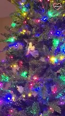 cute animals you must see when you are stressed 2023   PETASTIC