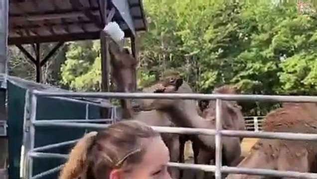 Animals Caught Being Jerks - Funny Animals Compilation Try Not To Laugh PETASTIC