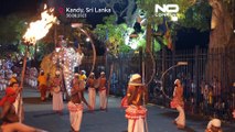 Sri Lanka, elefanti impazziti durante il corteo religioso: 