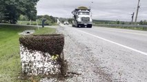 Five million bees fall off truck near Toronto after vehicle ‘takes a hard turn’