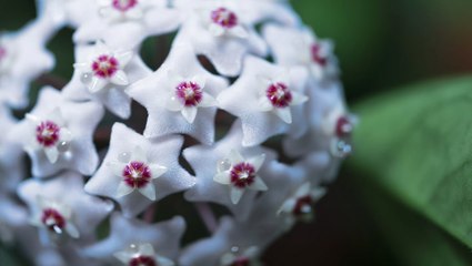 How to Plant and Care for Hoya Plants