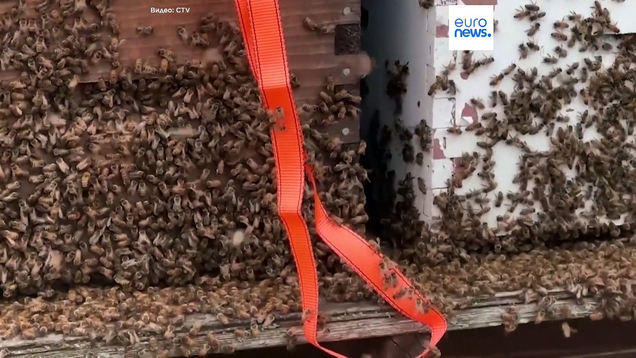 5 миллионов пчел вылетели из ульев из-за ДТП в Канаде