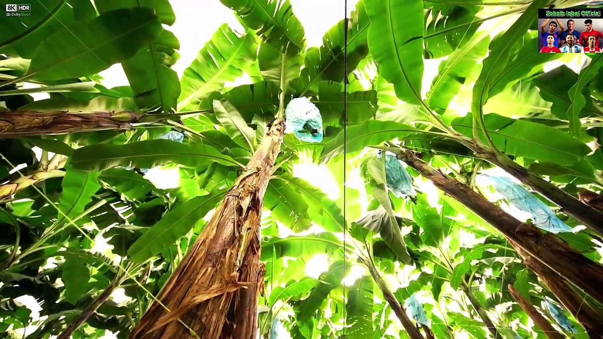 ⁣Costa Rica 8k Video Ultra HD