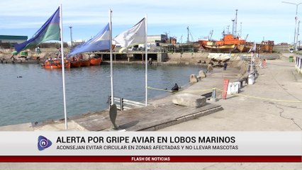 ALERTA Y PREOCUPACIÓN POR LA GRIPE AVIAR