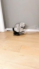 THE END ! ---funny moments _funnypictures _FunnyPinns -SofiaFunnyPin _FunnyOrDie _funnyordie -funnyvideos _FunnyQ #baby faces  - Unknown please DM for cre#hewanlucu#binatanglucu#funnyanimals #funnyvideos #duniabinatang#kucinglucu#cat#catlover#sobatsemesta