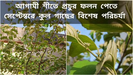 সেপ্টেম্বরে কুল গাছের কিছু বিশেষ পরিচর্যা ।।  Apple Ber Plant Care