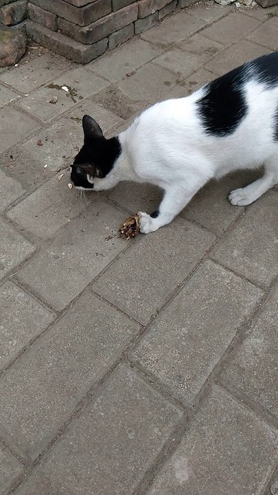 Si moza makan ikan