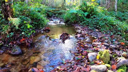 "Bien-être" Eau rivière tranquille - Relaxation détente