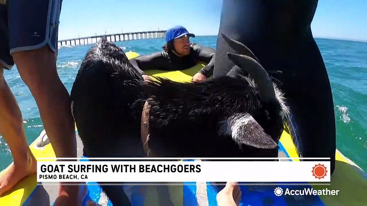 Surfing goat catches waves with beachgoers in California
