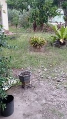 Mendengarkan kicauan burung dapat menurunkan tingkat stres kita suara burung di pagi hari