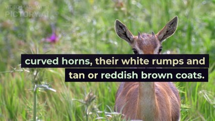 Cool facts about Gazelle