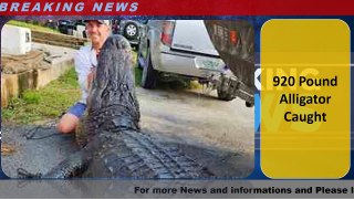 920 Pound Alligator Caught