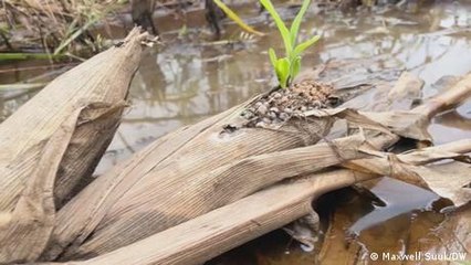 How climate change impacts farming in Africa