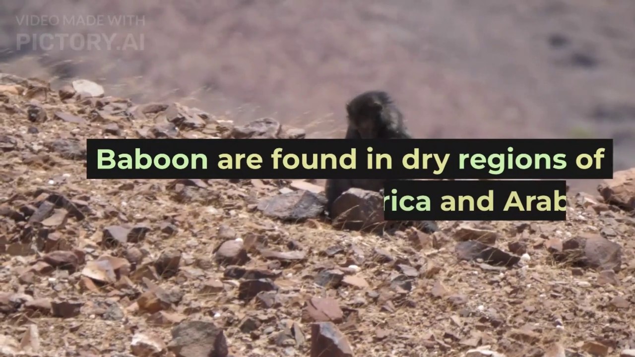 Baboon Facts