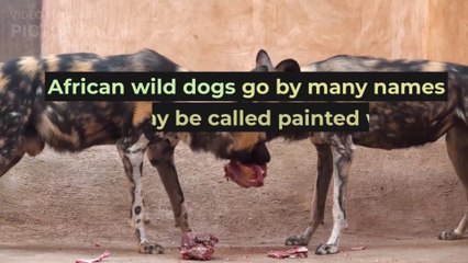 African Wild dog Facts