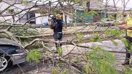 Fuertes vientos tumban árboles en diferentes puntos de la capital cruceña