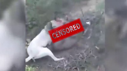 Dogo Argentino VS Puma - Video Pelea Real Dogo Dog VS Puma Cougar
