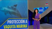 Semar refuerza la seguridad en el santuario de la vaquita marina