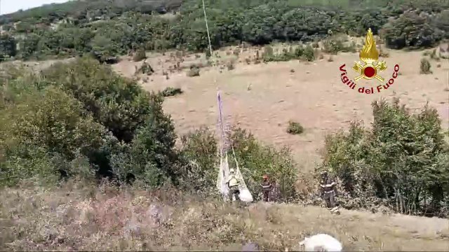 I vigili del fuoco impegnati nel recupero della mucca