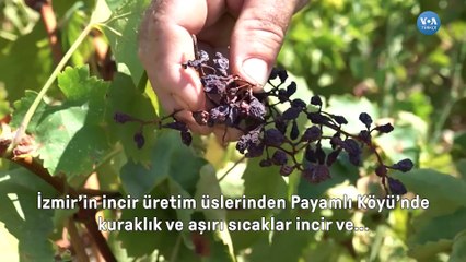 İklim krizi tarımsal üretimi düşürdü gıda fiyatlarını arttırdı
