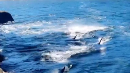 Woman feels like an 8-year-old again following unforgettable encounter with Orcas