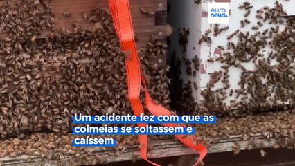 Cinco milhões de abelhas escaparam de camião no Canadá
