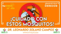 ¡Cuidado con estos mosquitos!