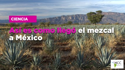 Así es como llegó el mezcal a México