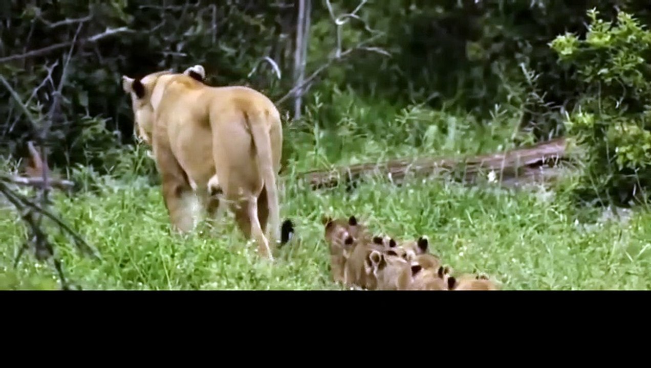Afemale lion gives birth