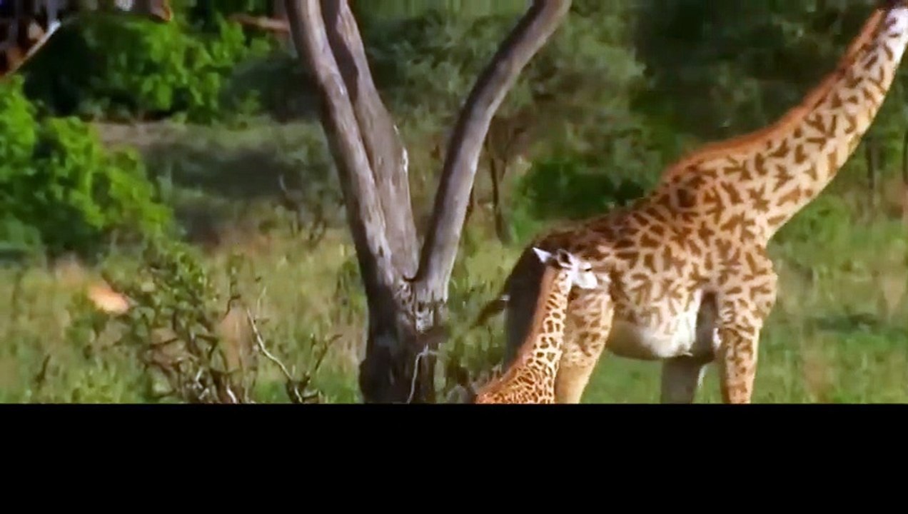 lioness and giraffe