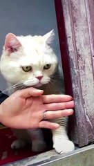 funny animals _shorts(720P_60FPS)