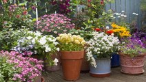How to Plant a Container Garden in 6 Easy Steps