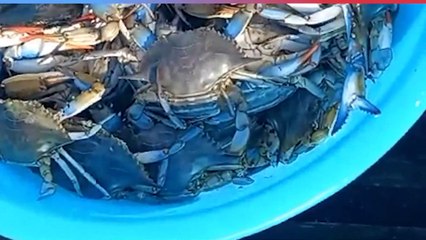 Esplora il Fascino del Granchio Blu con i Pescatori di Goro 🦀