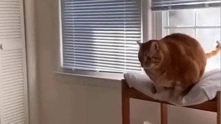 Funny Animal Videos Of The Day 0030_ ---- _fyp _memes _memedaily _dankmemes(720P_HD)