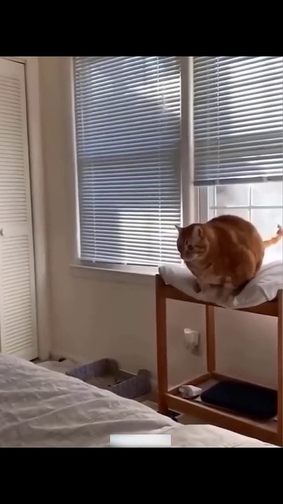 Funny Animal Videos Of The Day 0030_ ---- _fyp _memes _memedaily _dankmemes(720P_HD)