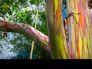 Have you seen these trees before?