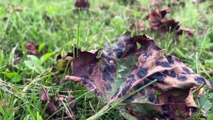 Érable à tache : pas de panique