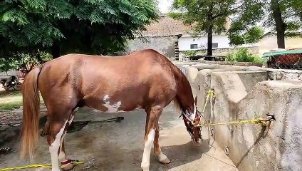 Restoring a Horse's Hoof