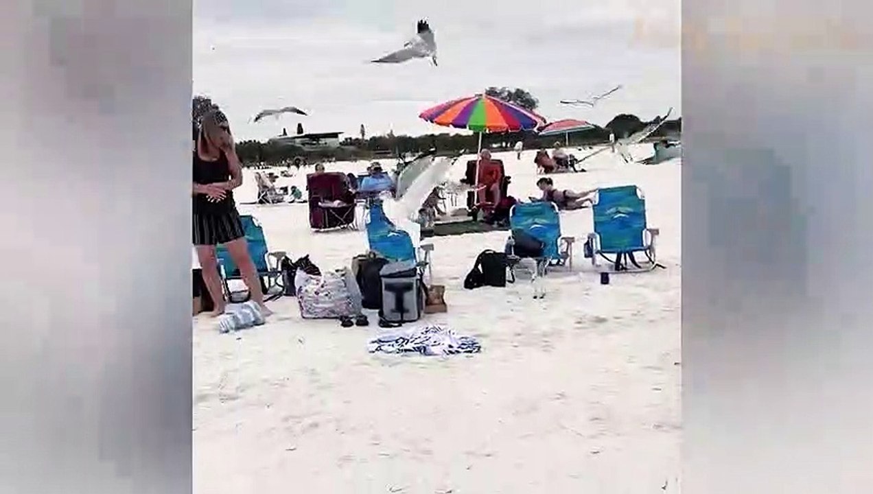 Seagull Showdown: Battling for Beach Snacks! 