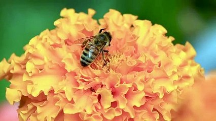 Wasp Feeds on Garden Flower