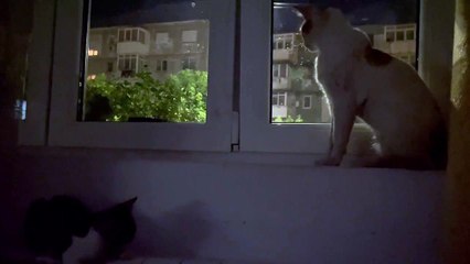 My big stupid cat scared of little kitten