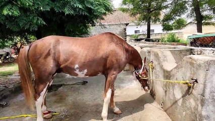 Restoring a Horse's Hoof