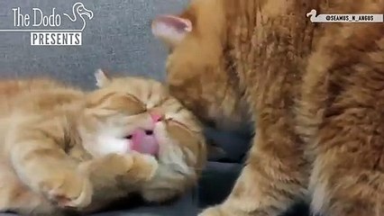 Seamus and Angus A Real Life Bromance